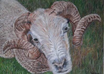 388i-2025- Barnabé le bélier